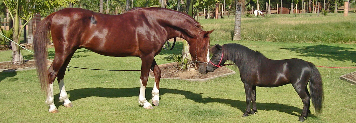 Toda beleza dos grandes cavalos...