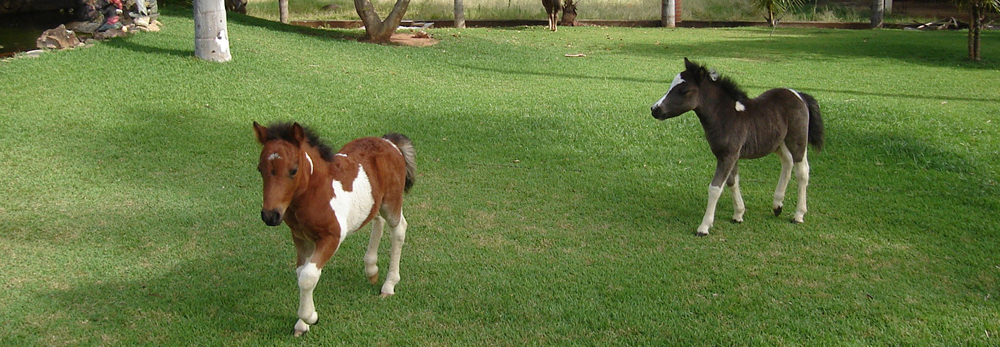 Mini-Horses...