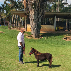 mini-horse à venda