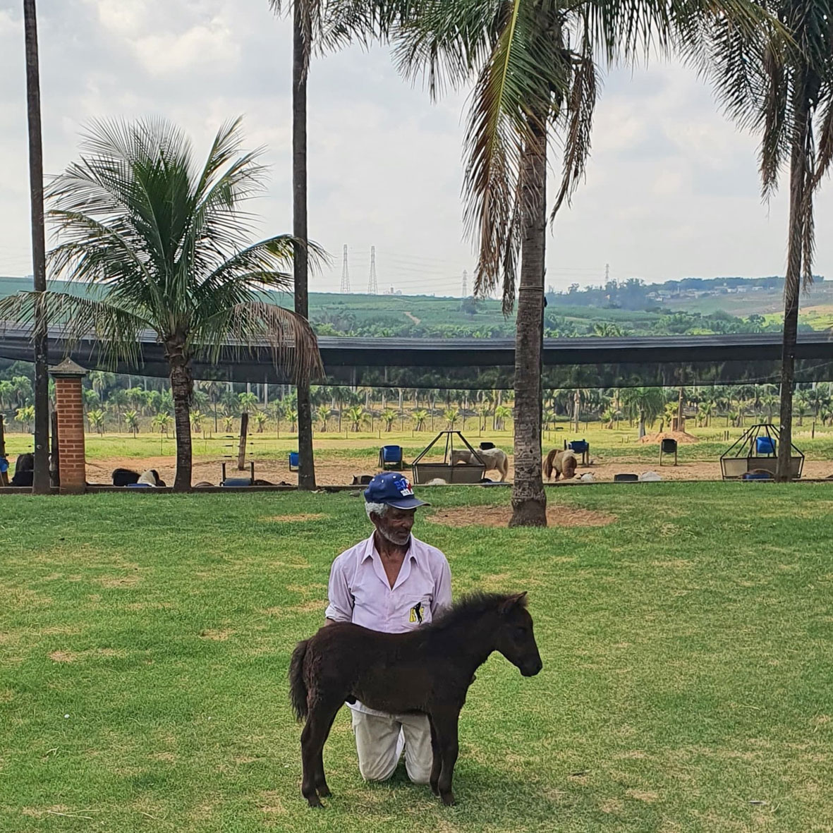 pônei mini-horse macho