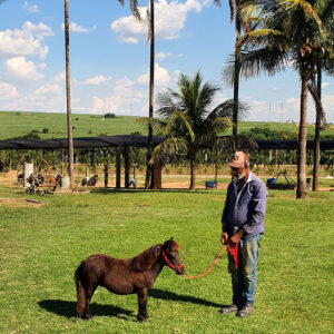 pônei mini-horse macho