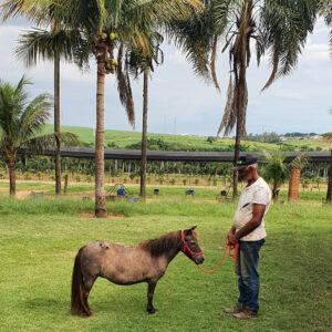 pônei mini-horse fêmea