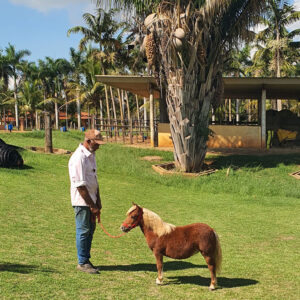 pônei macho para venda