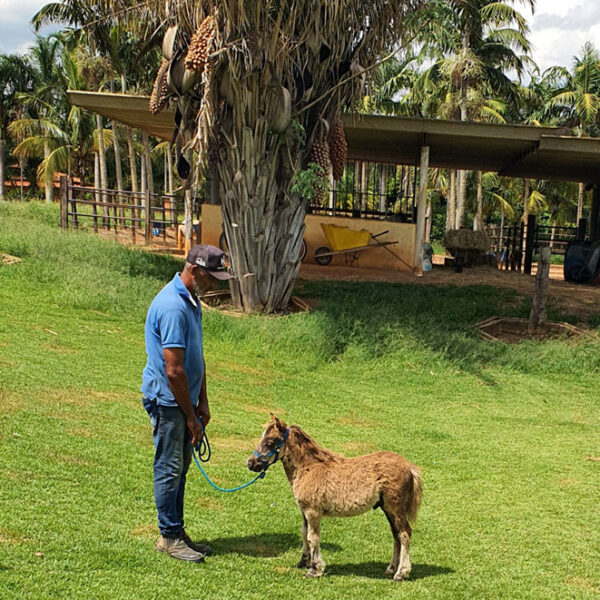 pônei-mini-horse-macho