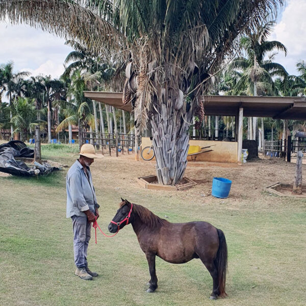 venda de mini-horse fêmea