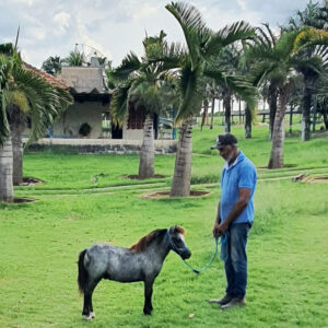 pônei à venda mini-horse à venda macho