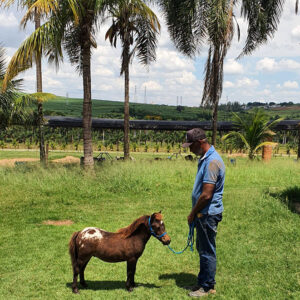 venda de mini-horse e pônei macho