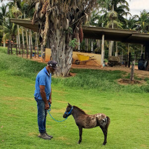 pônei macho à venda