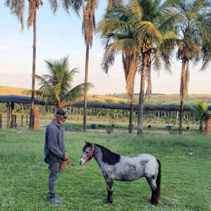 pônei-mini-horse-fêmea