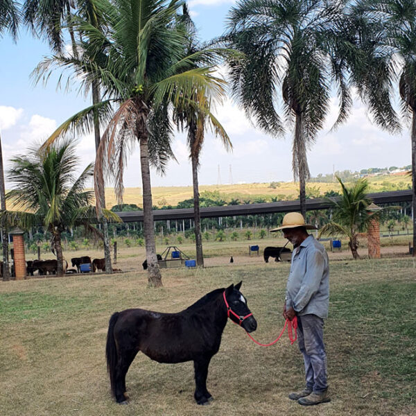 venda de mini-horse fêmea