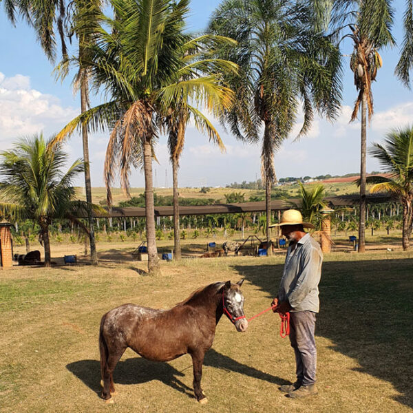 minihorse fêmea à venda