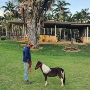 mini-horse macho para venda