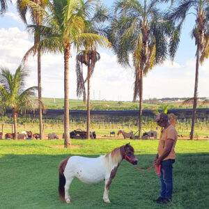 pônei-mini-horse-fêmea