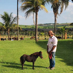 ponei macho para venda