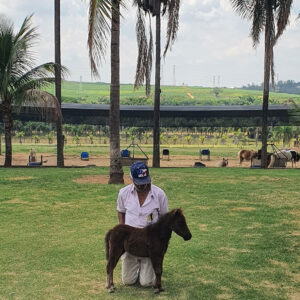 pônei mini-horse macho