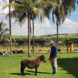 Mini-horse para venda