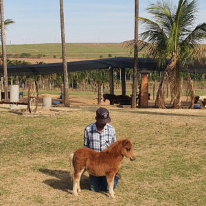 pônei mini-horse macho