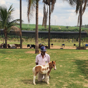 pônei mini-horse fêmea