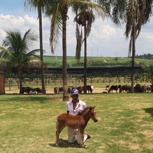 pônei minihorse macho