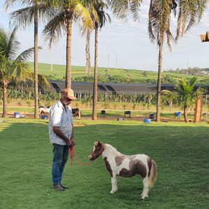 pônei macho à venda