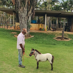 Mini-horse fêmea para venda