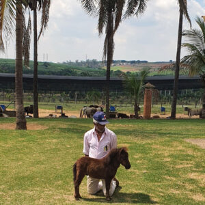 pônei mini-horse macho