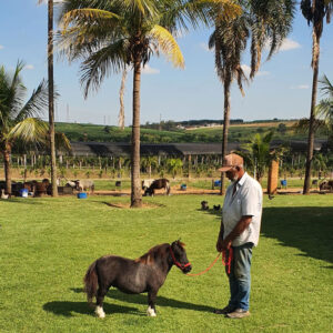mini-horse macho à venda