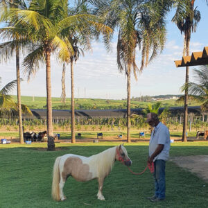 venda de pônei e minihorse
