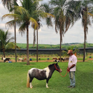 Mini-horse fêmea à venda