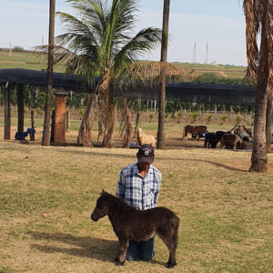 pônei mini-horse macho