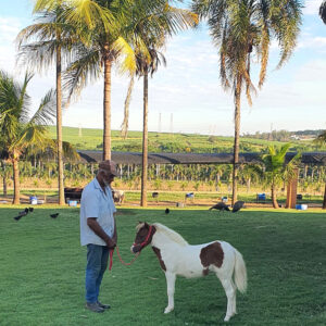 venda de mini-horse fêmea