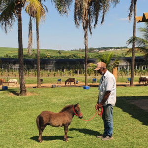 pônei macho à venda