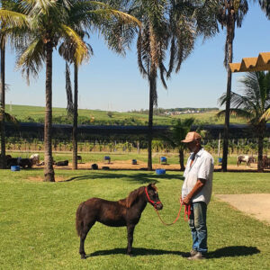 venda de mini-horse macho